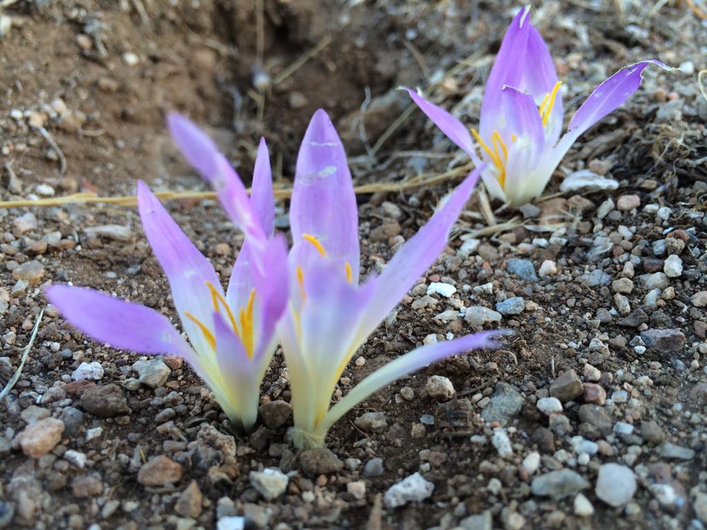 Zafferano a Consuegra