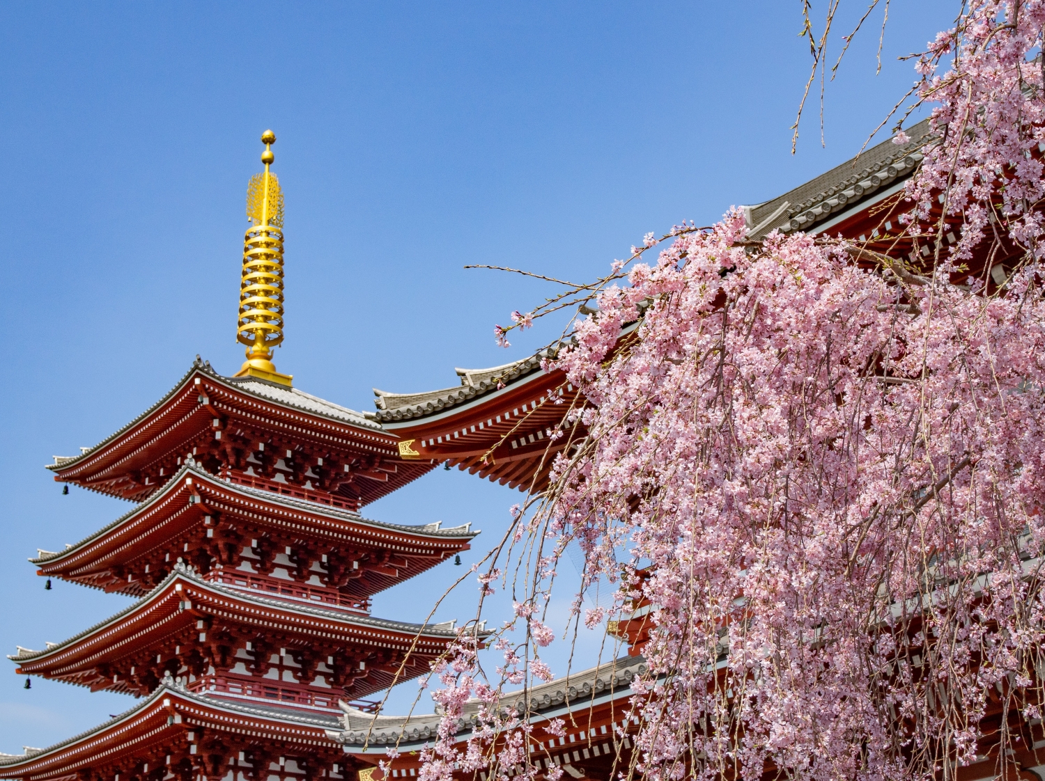 Fioritura dei ciliegi in giappone dove