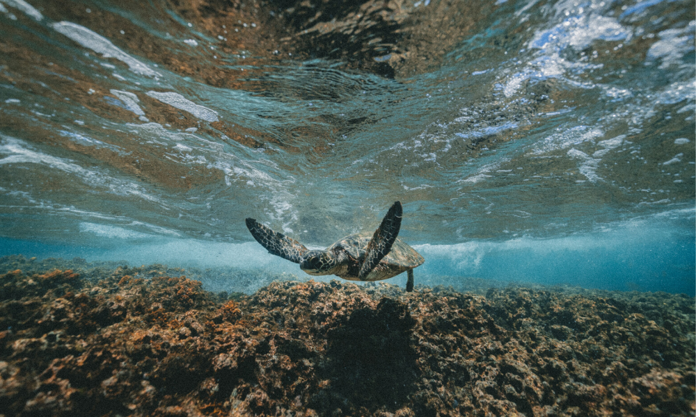 Immersioni ad Aqaba: i punti migliori per ammirare la barriera corallina