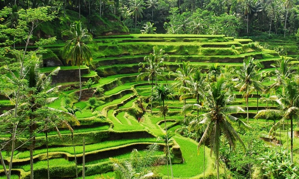 Tegallalang-rice-terrace-terrazze-di-riso-di-bali-ubud-cosa-vedere-dove-mangiare-dove-dormire