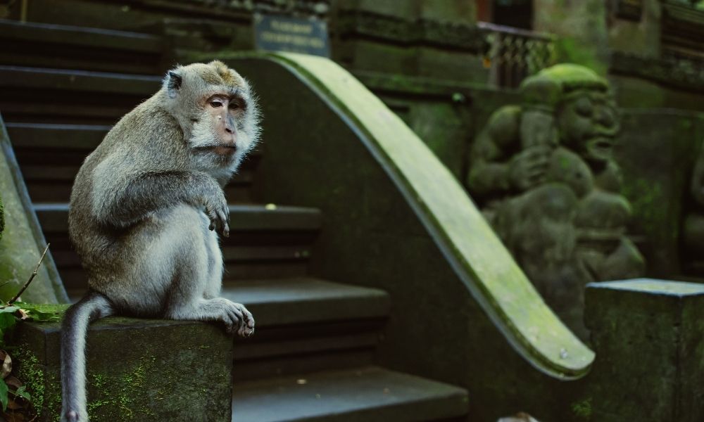 foresta-sacra-delle-scimmie-ubud-bali-cosa-vedere-a-ubud-dove-dormire-dove-mangiare