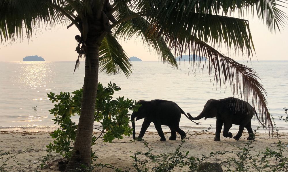 koh-Chang-cosa-vedere-a-koh-chang-itinerario-di-viaggio-in-thailandia-spiaggia-elefanti