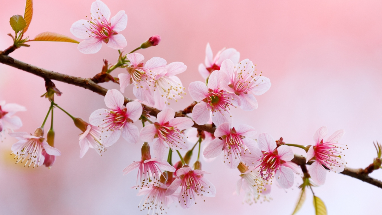 Fioritura dei ciliegi a Roma: dove e quando vedere la fioritura nella Capitale