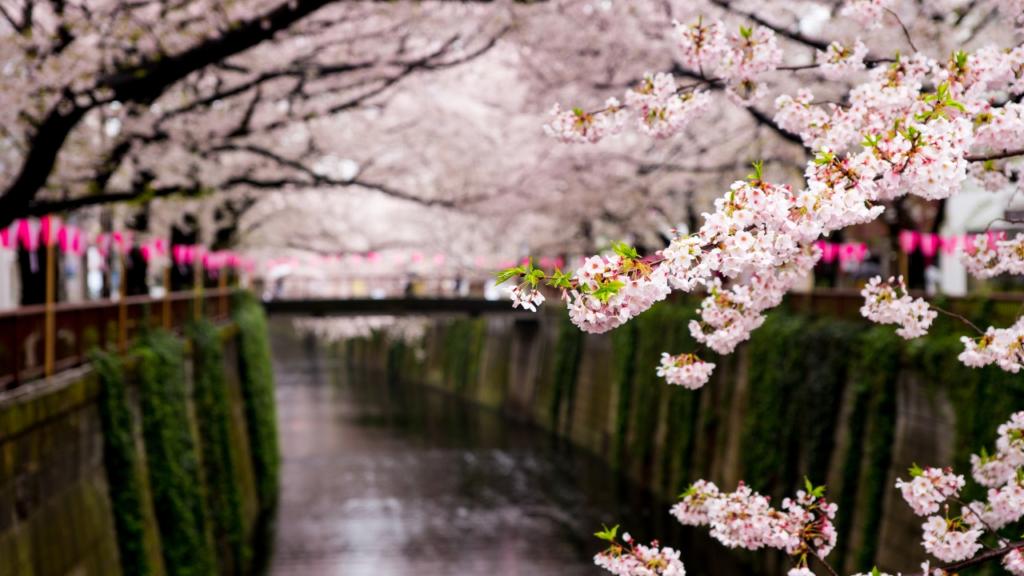 meguro-river-a-tokyo-durante-la-fioritura-dei-ciliegi-hanami-